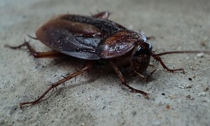 סוגי מזיקים בישראל