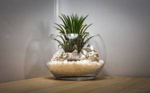 משתלה של צמחי אוויר